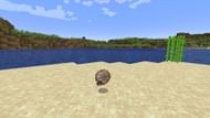 Nautilus shell (Image via Mojang)